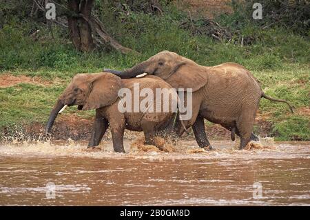 Afrikanischer Elefant, Loxodonta Africana, Youngs spielen im Fluss, Masai Mara-Park in Kenia Stockfoto