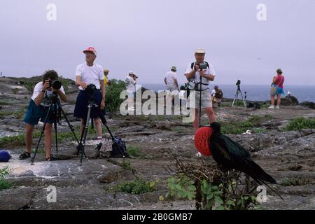 ECUADOR, GALAPAGOS-INSELN, TURMINSEL, TOURISTEN FOTOGRAFIEREN FREGATTENVOGELMÄNNCHEN Stockfoto