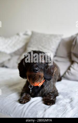 Dachsund liegt auf grauem Sofa im Wohnzimmer Stockfoto
