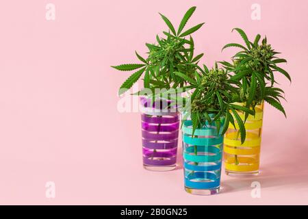 Drei medizinische Marihuana-Knospen oder Hemp-Blumen, Die Von Cannabis-Pflanzen in gestreiften Gläsern auf Hellrosa Hintergrund Geschnitten wurden Stockfoto