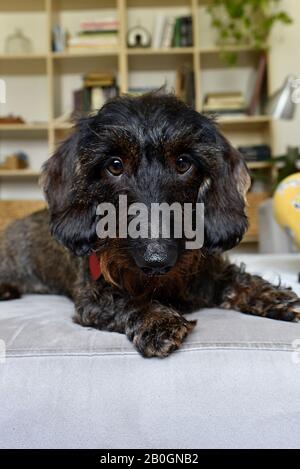 Dachsund liegt auf grauem Sofa im Wohnzimmer Stockfoto