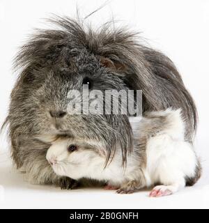 Lange Haare Meerschweinchen, Cavia Porcellus weißen Hintergrund Stockfoto