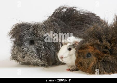 Lange Haare Meerschweinchen, Cavia Porcellus weißen Hintergrund Stockfoto