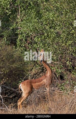 Gerenuk oder Wallers Gazelle, Litocranius Walleri, Männlich, Essen verlässt im Busch, Samburu Park in Kenia Stockfoto