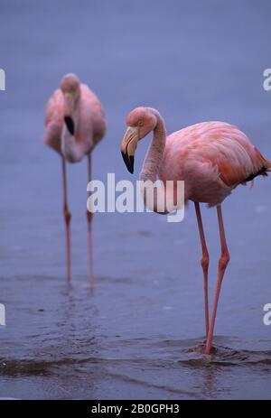 Ein Flamingo läuft an einem Strand auf der Insel Floreana auf den Galapagosinseln in Ecuador Stockfoto