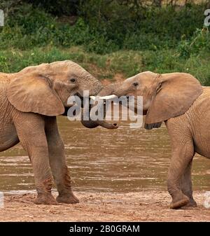 Afrikanischer Elefant, Loxodonta Africana, Youngs spielen, Masai Mara-Park in Kenia Stockfoto