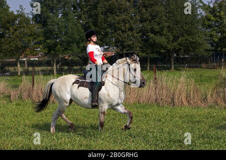 Frau, die Norwegian Fjord Pferd reitet Stockfoto