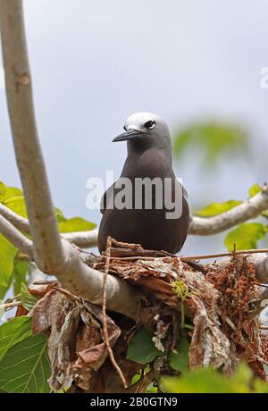 Weniger Noddy (Anous tenuirostris) Erwachsene, die auf dem Nest im Baum Ile aux Cocos, Rodrigues, Mauritius Dezember stehen Stockfoto