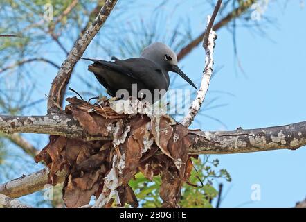 Weniger Noddy (Anous tenuirostris) Erwachsene, die auf dem Nest im Baum Ile aux Cocos, Rodrigues, Mauritius Dezember stehen Stockfoto