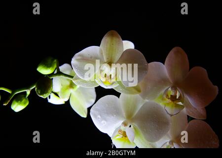 Studio mit weißer grün isolierter, leuchtend leuchtender Orchideenblume mit Knospen und schwarzem, dunklem Hintergrund Stockfoto