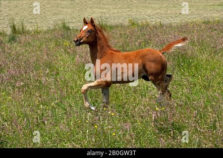 APPALOOSA PFERD Stockfoto