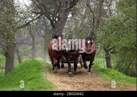 Geharnischten Cob Normand Horse Stockfoto