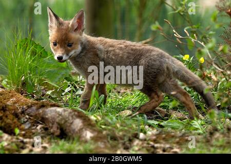 Rotfuchs Vulpes Vulpes, Cub, Normandie Stockfoto