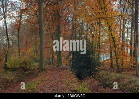 Herbstwald mit orangefarbenem Laub. Stockfoto