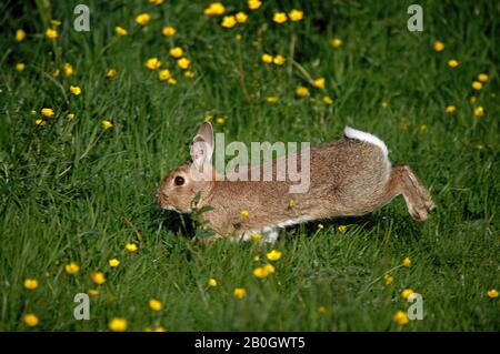 Europäische Kaninchen Oryctolagus Cuniculus, ausgeführt durch gelbe Blüten, Normandie Stockfoto