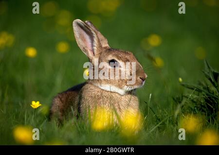 Europäischer Kaninchen, Orycolagus cuniculus, in gelben Blumen stehend, Normandie Stockfoto