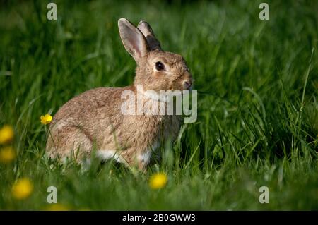 Europäischer Kaninchen, Orycolagus cuniculus, in gelben Blumen stehend, Normandie Stockfoto