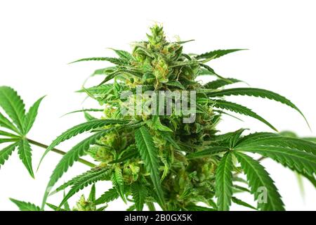 Big Medical Marihuana Bud oder CBD Hemp Flower Growing on Cannabis Plant Isoliert auf weißem Hintergrund Stockfoto