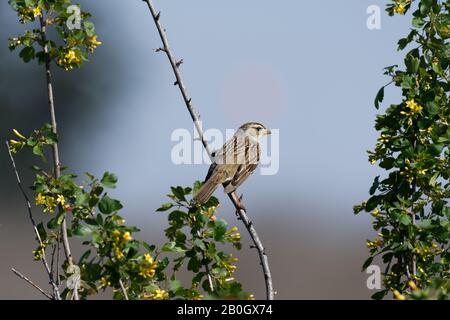 Der Hauspfeil (Passer domesticus) thront auf einem Zweigbaum im Sepulveda Wildlife Sanctuary CA USA Stockfoto