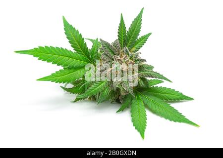 Makro von medizinischem Marihuana Bud oder Hemp Flower mit grünen Blättern Isoliert auf weißem Hintergrund Stockfoto
