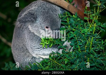 Koala, Phascolarctos cinereus, Erwachsene, die Blätter von Eucalyptus essen Stockfoto