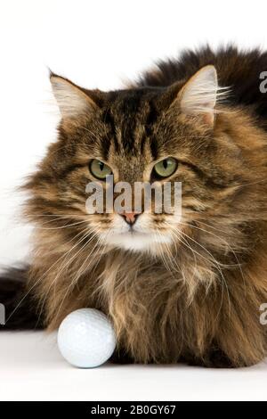 Angora Domestic Cat, männlich mit Golfball vor weißem Hintergrund Stockfoto