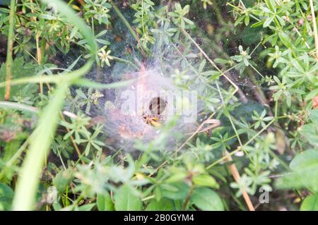 Spinne, die in ihrer Netzhöhle wartet, fing Wespe Stockfoto