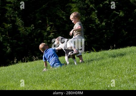 Rauhhaar Foxterrier, Jungs spielen mit Hund Stockfoto