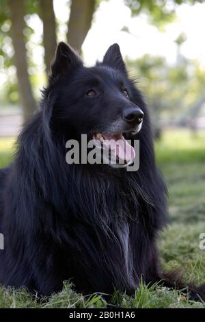 Groenendael Belgischer Schäferhund Stockfoto