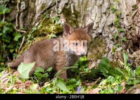 Rotfuchs Vulpes Vulpes, Cub, Normandie Stockfoto
