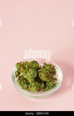 Medizinische Marihuana-Knospen aus Cannabis- oder Hemp-Pflanzen auf Pinkfarbenem Hintergrund mit Copy Space Stockfoto