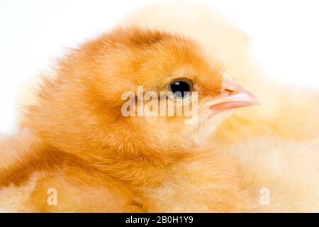 Küken auf weißen Hintergrund Stockfoto