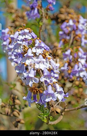 Blühender Kaiserbaum, Paulownia tomentosa, im Frühjahr Stockfoto