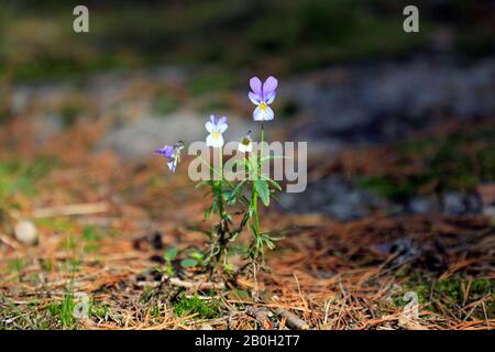 Wild Pansy, Viola tricolor, wächst an einem sonnigen Tag Ende September auf dem Waldboden. Verschwommener Hintergrund, Fokus auf Blume. Stockfoto