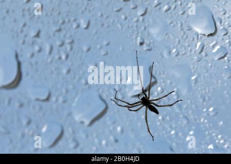 19.05.2019, Berlin, Berlin, Deutschland - Silhouette einer Hauswinkelspinne auf einer Fensterscheibe mit Wassertropfen. 00S190519D083CAROEX.JPG [MODELLVERSION: NEIN Stockfoto