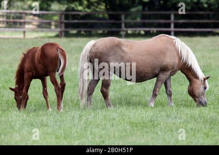 22.06.2019, Bruemmerhof, Niedersachsen, Deutschland - Haflinger Stute und Vollblutfohlen weiden auf einer Weide. 00S190622D163CAROEX.JPG [MODELLVERSION: NEIN Stockfoto