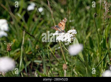 22.06.2019, Bruemmerhof, Niedersachsen, Deutschland - Fritillary auf einem Pfeil. 00S190622D283CAROEX.JPG [MODEL RELEASE: Nein, PROPERTY RELEASE: No (c) caro ima Stockfoto