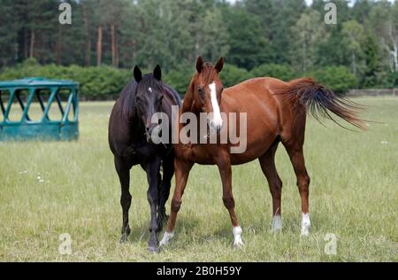 22.06.2019, Bruemmerhof, Niedersachsen, Deutschland - Pferde stehen im Sommer auf einer Weide. 00S190622D287CAROEX.JPG [MODEL RELEASE: NEIN, PROPERTY RELEASE: NEIN Stockfoto