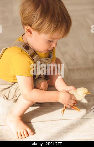 Junge spielen mit Enten für ostern Stockfoto