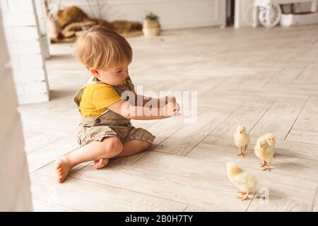 Junge spielen mit Enten für Ostern Stockfoto