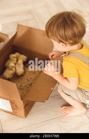 Junge spielen mit Enten für Ostern Stockfoto