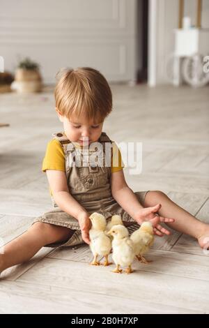 Junge spielen mit Enten für Ostern Stockfoto