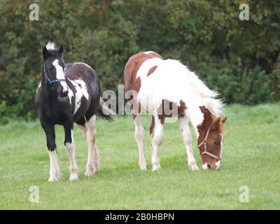 Zwei junge farbige Ponys stehen nebeneinander in einem Paddock. Stockfoto