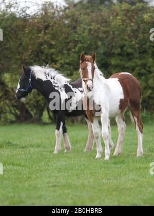 Zwei junge farbige Ponys stehen nebeneinander in einem Paddock. Stockfoto