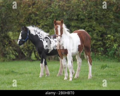 Zwei junge farbige Ponys stehen nebeneinander in einem Paddock. Stockfoto