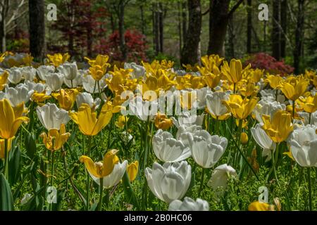 Eine große Gruppierung von gelb-weiß blühenden Tulpen schlief mit den Waldflächen im Hintergrund an einem sonnigen Tag im Frühling ein Stockfoto