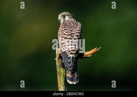 Die Jagdposition für den jungen Kestrel (Falco tinunculus) mit einem schönen grünen, entschärften Hintergrund Stockfoto