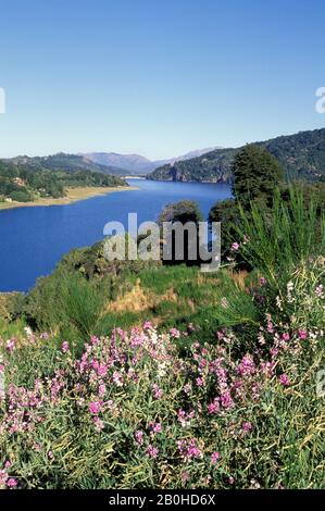 ARGENTINIEN, IN DER NÄHE VON BARILOCHE, LAKE NAHUEL HUAPI, LAKE DISTRICT, LANDSCHAFT MIT PEA-BLUMEN Stockfoto