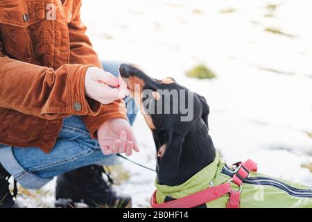 Hundebesitzer interagiert bei einem Spaziergang mit ihrem Hund. Verbringen Sie Zeit mit dem Konzept der Haustiere Stockfoto
