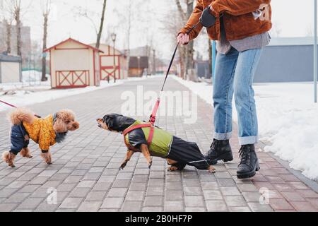 Aggressives, ungehorsames Konzept für Hundeprobleme. Frau hält ihren ungehorsamen Dachshund an der Leine, Hund versucht, einen anderen Hund in einem Park anzugreifen Stockfoto